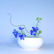 Ikebana Reflections App Icon